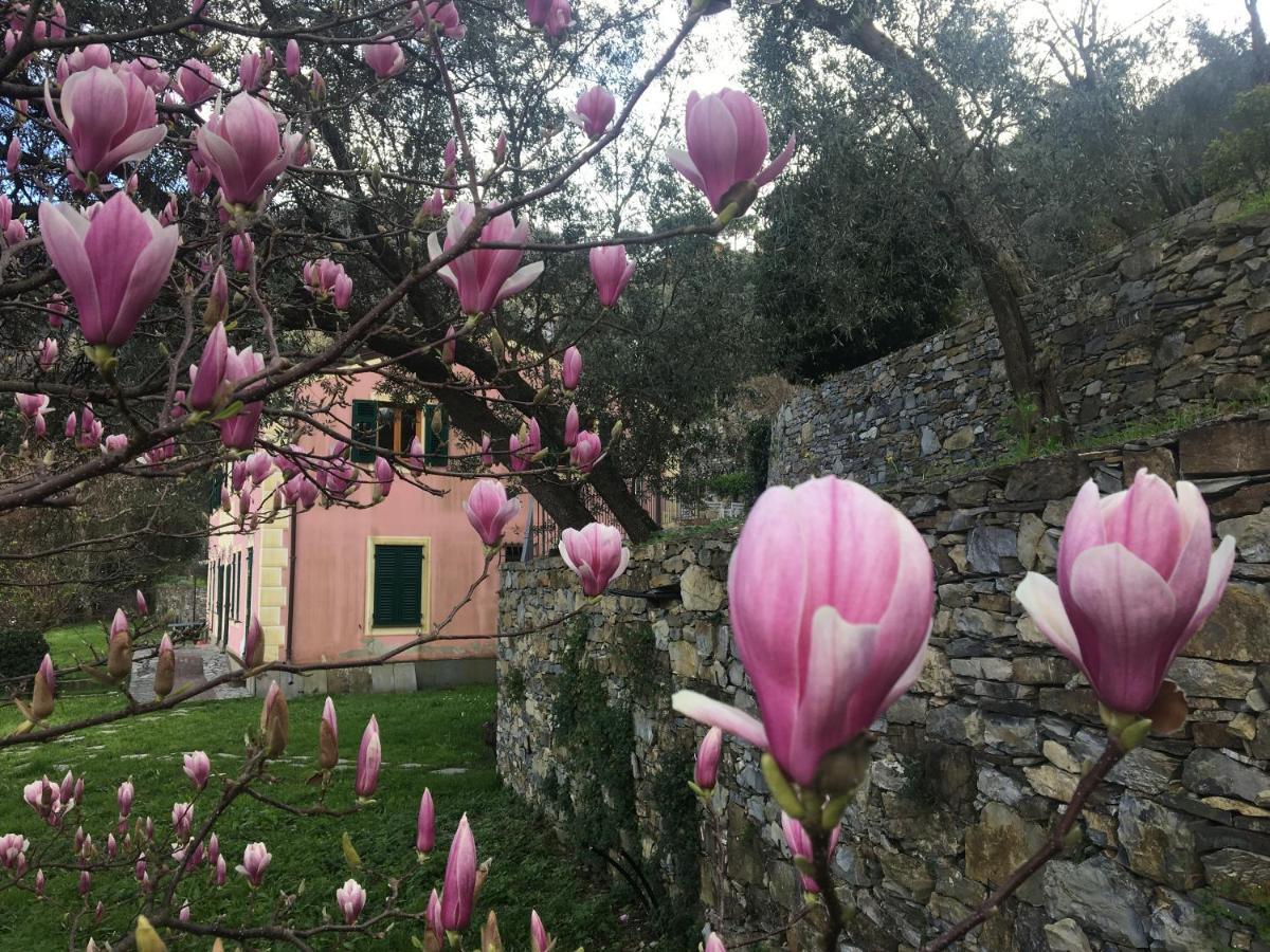 Villa Olivari - Apt La Lavanda 카모글리 외부 사진