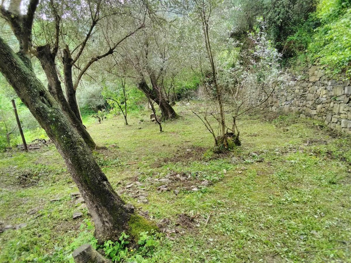 Villa Olivari - Apt La Lavanda 카모글리 외부 사진